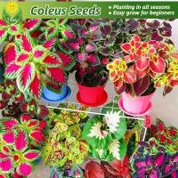 ราคา เมล็ดพันธุ์ ต้นฤาษีผสม บรรจุ 100 เมล็ด สีผสม Coleus Plant Seeds บอนสี เมล็ดดอกไม้ ต้นบอนไซ ต้นไม้มงคล บอนไซ พันธุ์ดอกไม้ (1735314053705598569)