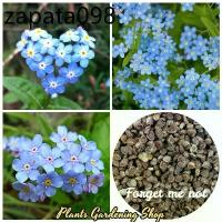 ราคา เมล็ดพันธุ์ อย่าลืมฉัน Forget-me-not lower seeds 100 เมล็ด เมล็ดพันธุ์แท้ ต้นไม้หายาก ต้นดอกไม้ บอนสีหายาก ต้นไม้มงคล (1735508839679559117)