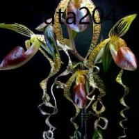 ราคา 20 เมล็ดพันธุ์ เมล็ดกล้วยไม้ กล้วยไม้รองเท้านารี (Paphiopedilum Orchids) (1735421302655190700)