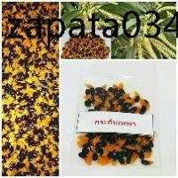 ราคา 50 เมล็ด เมล็ดพันธุ์ กระถินเทพา (Acaacia mangium willd) (1735313354771957371)