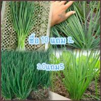 ราคา ต้นหอม เมล็ดพันธุ์ ต้นหอมแบ่ง หัวหอม 400 เมล็ด[10 เเถม 2] (1734715135179851343)