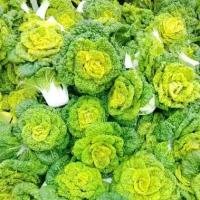 ราคา เมล็ดพันธุ์ ผักกวางตุ้ง แทตฉ่อย หรือกวางตุ้ง ดอกไม้ไฟ( Tat Soi Chinese flat cabbage)บรรจุ 300 เมล็ด (1735333859576547213)