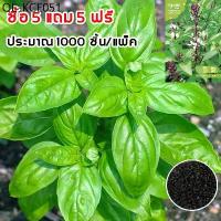 ราคา 1000 เมล็ด โหระพาอิตาเลี่ยน โหระพาฝรั่ง เบซิลใบใหญ่ เมล็ดพันธุ์ Italian Basil ปลูกง่าย โตเร็ว หอมมาก (1735296574259561676)