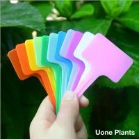 ราคา ที่นิยมมากที่สุด T010B ป้ายชื่อต้นไม้แพ็คละ 6x10cm 100pcs ป้ายชื่อพลาสติก PP ป้ายต้นไม้ สวน เมล็ดพันธุ์ ป้ายแท็ก (1733982792285849462)