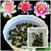ราคา เมล็ดดอกบัวจิ๋ว 40เมล็ด เมล็ดเล็ก เมล็ดพันธ์ุบัวพันธุ์แคระ พันธุ์เล็ก ดอกบัวจิ๋ว ปลูกบัว เม็ดบัว สวนบัว เมล็ดพันธุ์ (1735281731216705503)