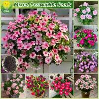 ราคา เมล็ดพันธุ์ แพงพวย หอยขม แพงพวยคละสี ดอกแพงพวย บรรจุ 50 เมล็ด แพงพวยไทย เมล็ดแพงพวย เมล็ดดอกไม้ บอนสีราคาถูก เมล็ดบอนสี (1735425759940806032)