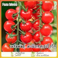 ราคา เมล็ดพันธุ์ มะเขือเทศเชอรี่สวีท110 เมล็ดมะเขือเทศเชอรี่สวีทปริ้นเซ็ท มะเขือเทศเชอรี่แดงกลม มะเขือเทศเชอรี่กลม (1735447547913340510)