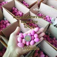 ราคา เมล็ดพันธุ์ เมล็ดผักหวาน ผักหวานป่า 100เมล็ด เมล็ดพันธุ์ยอดเหลืองใบไหญ่กลม ฟรีคุ่มือการเพาะ เมล็ดใหม่ตามฤดูกาล (1731716757961409830)