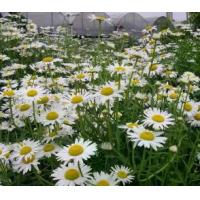 ราคา เมล็ดพันธุ์ Chrysanthemum Marina เมล็ดพันธุ์ Chrysanthemum Marina เมล็ดพันธุ์ เมล็ดพันธุ์ Chrysanthemum Marina (1735046904085316857)