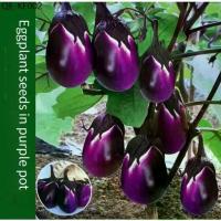 ราคา เมล็ดพันธุ์ 200เมล็ด/ซอง มะเขือม่วงยักษ์ เมล็ดพันธุ์ High Yield Oval Purple Eggplant Seeds Giant Eggplant Seeds for Plan (1735288970580559136)