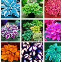 ราคา เมล็ดพันธุ์ Leafgrass สีสันสดใส เมล็ดพันธุ์ Leafgrass สีสันสดใส เมล็ดพันธุ์ Balcony เมล็ดพันธุ์ดอกไม้ เมล็ดพันธุ์ดอกไม้ (1733974089305851375)