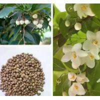 ราคา เมล็ดพันธุ์ดอกไม้ Yuling เมล็ดพันธุ์ White Cloudtree เมล็ดพันธุ์ป่า เมล็ดพันธุ์ดอกไม้ Yuling เมล็ดพันธุ์ดอกไม้ เมล็ดพันธุ์ดอกไม้ Yuling (1733983857957111279)