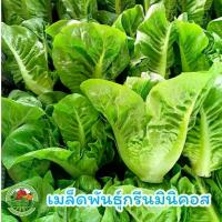 ราคา [ส่งฟรี] เมล็ดพันธุ์ ผักสลัดมินิคอส สลัดมินิคอส 300 เมล็ด เป็นที่นิยมปลูก (1734385090741503358)