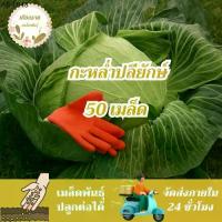 ราคา เมล็ดพันธุ์ กะหล่ำปลียักษ์ 150 เมล็ด Giant Russian Cabbage Seed เมล็ดพันธุ์แท้100% นำเข้าจากต่างประเทศ ปลูกผัก สวนครัว (1735085181973857454)