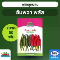 ราคา เมล็ดพันธุ์ ตะวันต้นกล้า พริกขี้หนู อัมพวาพลัส ABS BIG (ซอง) ขนาด 50 กรัม (1734460091069007121)