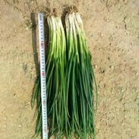 ราคา เมล็ดพันธุ์ ต้นหอม หอมแดง เมล็ดหอมแดง 500 เมล็ด Shallot Seeds ผักออแกนิค เมล็ดพันธุ์ผัก ผักสด (1735374838052062797)