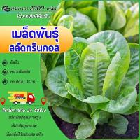 ราคา [COD] 2000 เมล็ดพันธุ์, เมล็ดพันธุ์ผักกาดแก้ว, เมล็ดพันธุ์ผักกาดแก้วกรีนคอส, กรีนคอส, ปลูกง่าย, รูปทรงต้นไม้สวยงาม, เมล็ดพันธุ์ผักสลัด, เมล็ดพันธุ์สลัด (1734379362865612158)