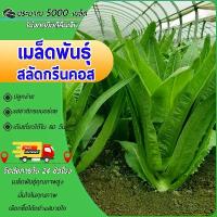 ราคา [ส่งฟรี] 5000 เมล็ดพันธุ์, เมล็ดพันธุ์ผักกาดแก้วสีเขียว, เมล็ดพันธุ์ผักกาดแก้ว, ปลูกง่าย, รสชาติหวานกรอบ, รูปทรงต้นไม้สวยงาม (1734390959412905342)
