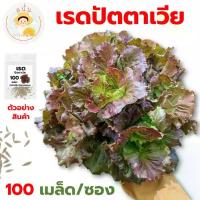ราคา [ส่งฟรี] *ส่งด่วน* เมล็ดพันธุ์ เรดปัตตาเวีย Red Batavia Lettuce Seed ปลูกผัก สลัด เมล็ดผัก เมล็ดพืช สวนครัว [1 ซอง 100 เมล็ด] (1734377248556483966)