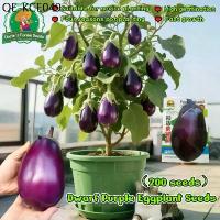 ราคา 200เมล็ด เมล็ดพันธุ์ มะเขือม่วงยักษ์ Purple Eggplant Seeds for Planting Vegetables Plants มะเขือยาวอ้วน มะเขือยาวอ้วน (1735289304328144637)