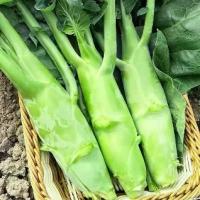 ราคา [ซื้อ 5 แถม 5 ฟรี]400 เมล็ด เมล็ดพันธุ์ คะน้าหวานจัมโบ้เมล็ดคะน้าฮ่องกงจัมโบ้ คะน้าเห็ดหอมยักษ์ คะน้าฮ่องกง ต้นใหญ่ โตเร็ว เมล็ดปลูกง่าย (1733880069047878727)