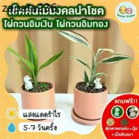 ราคา เซ็ตต้นไม้มงคลนำโชค ไผ่กวนอิมเงิน ไผ่กวนอิมทอง กระถางเซรามิค 3 นิ้ว [แถมฟรี! เม็ดดินเผา + ปุ๋ย + ตุ๊กตาตกแต่ง] ไม้ฟอกอาก (1735526085711398319)