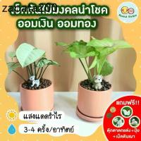 ราคา [แถมฟรี! เม็ดดินเผา + ปุ๋ย + ตุ๊กตาตกแต่ง] เซ็ตต้นไม้มงคลนำโชค ออมเงิน ออมทอง กระถางเซรามิค 3 นิ้ว เสริมดวง ต้นไม้มงคล (1735138582399649714)