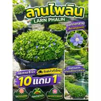 ราคา ต้นลานไพลิน กระถางใหญ่ 8 นิ้ว ไม้น้ำ จัดสวนน้ำตก ใบบัวบก ดอกบัวหลวง บ่อปลา ต้นกก สวนเฟิร์น สมุนไพรไทย ดิน ปุ๋ย กระถาง (1735435997094643705)