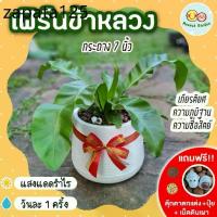 ราคา เฟิร์นข้าหลวง กระถาง 7 นิ้ว [แถมฟรี! เม็ดดินเผา + ปุ๋ย + ตุ๊กตาตกแต่ง] ต้นไม้มงคล ต้นไม้ประดับ ต้นไม้ปลูกในบ้าน (1735133464497390596)