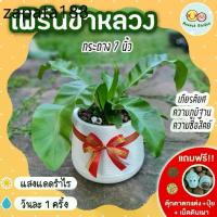 ราคา เฟิร์นข้าหลวง กระถาง 7 นิ้ว [แถมฟรี! เม็ดดินเผา + ปุ๋ย + ตุ๊กตาตกแต่ง] ต้นไม้มงคล ต้นไม้ประดับ ต้นไม้ปลูกในบ้าน (1735483308272879512)