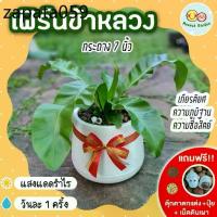 ราคา เฟิร์นข้าหลวง กระถาง 7 นิ้ว [แถมฟรี! เม็ดดินเผา + ปุ๋ย + ตุ๊กตาตกแต่ง] ต้นไม้มงคล ต้นไม้ประดับ ต้นไม้ปลูกในบ้าน (1735524586259907787)