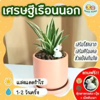 ราคา เศรษฐีเรือนนอก กระถางเซรามิค 3 นิ้ว [แถมฟรี! เม็ดดินเผา + ปุ๋ย + ตุ๊กตาตกแต่ง] ต้นไม้มงคล ต้นไม้ในร่ม ปลูกในบ้าน (1735202943463098200)