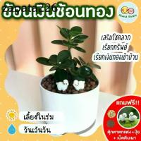 ราคา ช้อนเงินช้อนทอง กระถาง 4 นิ้ว (แถมฟรี! เม็ดดินเผา + ปุ๋ย + ตุ๊กตาตกแต่ง) ไม้มงคล เสริมด้าน การงาน การเงิน ไม้ประดับ (1735133445193565843)