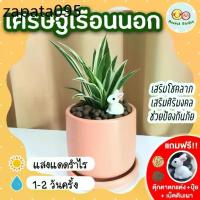ราคา เศรษฐีเรือนนอก กระถางเซรามิค 3 นิ้ว [แถมฟรี! เม็ดดินเผา + ปุ๋ย + ตุ๊กตาตกแต่ง] ต้นไม้มงคล ต้นไม้ในร่ม ปลูกในบ้าน (1735140407784605146)