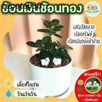 ราคา ช้อนเงินช้อนทอง กระถาง 4 นิ้ว (แถมฟรี! เม็ดดินเผา + ปุ๋ย + ตุ๊กตาตกแต่ง) ไม้มงคล เสริมด้าน การงาน การเงิน ไม้ประดับ (1735483594184033894)