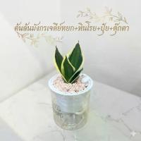 ราคา ลิ้นมังเจดีย์หยกพร้อมกระถางรดน้ำอัตโนมัติ แถมฟรีหินโรย+ปุ๋ย+ตุ๊กตา (ต้นไม้ฟอกอากาศ) ต้นไม้มงคล (1735455010423801673)