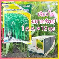 ราคา ยกลัง ผักบุ้งจีน เรียวไผ่ เจียไต๋ 1 กิโลกรัม × 12 ถุง มหาทรัพย์ ผักบุ้งใบไผ่ ผักบุ้ง ต้นอ่อนผักบุ้ง เมล็ดผักบุ้ง (1734816996892247976)
