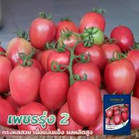 ราคา 【เก็บเงินปลายทาง】 ❤เมล็ดมะเขือเทศสีดา เพชรรุ่ง 2 CHIA TAI เจียไต๋ สีดาลูกผสม มะเขือเทศส้มตำ 4,000เมล็ด ทรงผลสวย เนื้อแน่นแข็ง ผลผลิตสูง☟ (1734495981825917991)