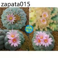 ราคา (10 เมล็ด​) เมล็ด​ Lophophora fricii Cristata ด่าง (1735133273183454782)