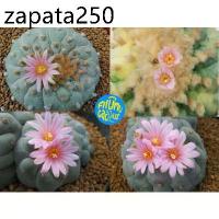 ราคา (10 เมล็ด​) เมล็ด​ Lophophora fricii Cristata ด่าง (1735526122393929181)