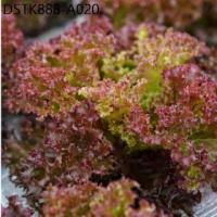 ราคา เรดคอรัล Red Coral (แบบเคลือบ ชุดละ 500 เมล็ด) (1734171742168123175)