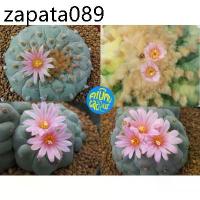 ราคา (10 เมล็ด​) เมล็ด​ Lophophora fricii Cristata ด่าง (1735312893293070203)