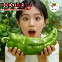 ราคา เมล็ดพริกยักษ์ 60000 เมล็ด Big Jim Giant Pepper พริกเขาวัว/พริกเขาแพะ สายพันธุ์ OP (1735133081333761394)