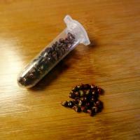 ราคา เมล็ดAstrophytum Mix Seeds , Star shape , Miracle , V-Type , ดาวจีน ดอกสีชมพู , Super kabuto , Nudum พูเเทรก , Oiboo , คระๆกันไปครับ (1735444220996388791)