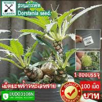 ราคา [COD] เม็ดมะพร้าวทะเลทราย Dorstenia seeds.ขายเมล็ดมะพร้าวทะเลทราย 1 ซอง บรรจุ 100 เมล็ด เป็นพันธุ์ใบยาว เก็บใหม่ทุกเช้า (1733818121465268154)