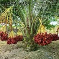 ราคา อินทผาลัม Date palm จากต้นเพาะเนื้อเยื้อ สายพันธุ์ บาฮีแดง 10 เมล็ด (1735520417678198588)