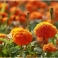ราคา 100 เมล็ด/ซอง ดอกดาวเรืองคละสี marigold seeds บอนสี เมล็ดบอนสี บอนสีชายชล บอนสีพันหายาก ต้นไม้ฟอกอากาศ ไม้ประดับมงคล (1735290540037932944)