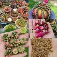 ราคา เมล็ดยิมโนด่าง200++เมล็ดแคคตัส cactus LBด่าง ราคาถูก (1735520508439397702)