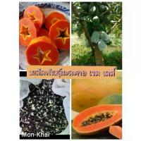 ราคา เมล็ดพันธุ์มะละกอ เรด เลดี้ คัดพิเศษ (100เมล็ด) (1735281717384545524)