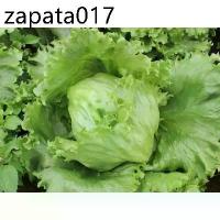 ราคา เมล็ดพันธุ์ หอมห่อ (ผักกาดแก้ว) ผักสลัด บรรจุ 100 เมล็ด (1735433584023733838)